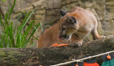 Frau in den USA offenbar nach Puma-Attacke gestorben