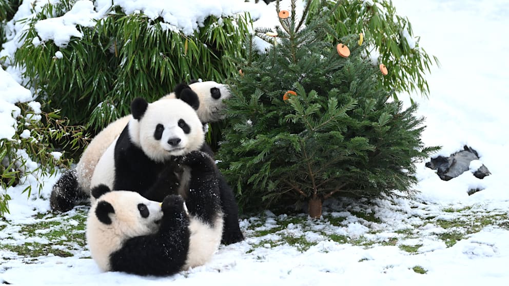 Die Pandas im Berliner Zoo sind derzeit die einzigen ihrer Art in Deutschland