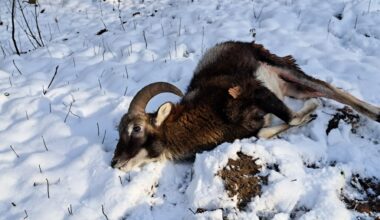 Freilaufender Hund fällt im Wald über Mufflon-Lamm her
