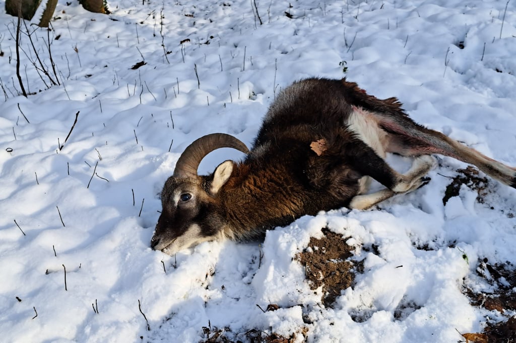 Freilaufender Hund fällt im Wald über Mufflon-Lamm her