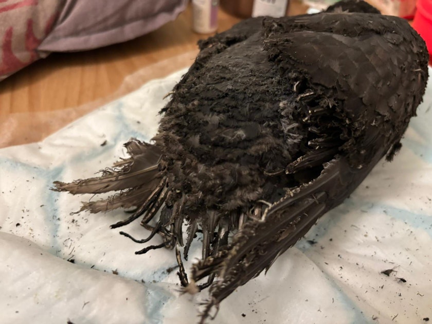 Grausamer Fund in Köln Tierretter mit Schockbericht – „wurde anscheinend angezündet“