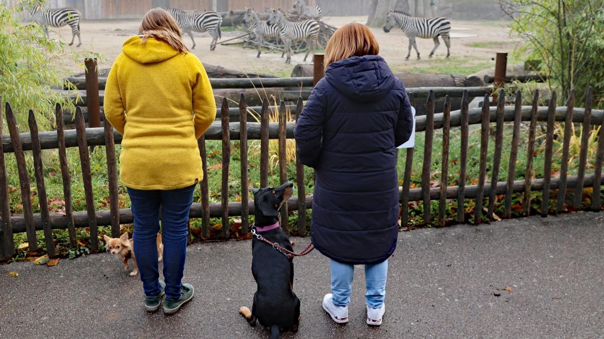 Stadtgarten veranstaltet Hundewochenende im Februar