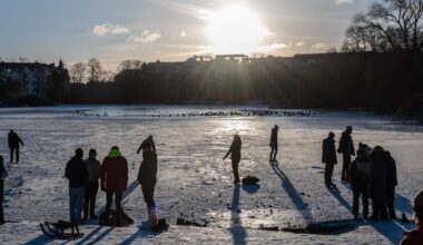 Grünflächenamt muss 25 Meter hohe Hybridpappel fällen