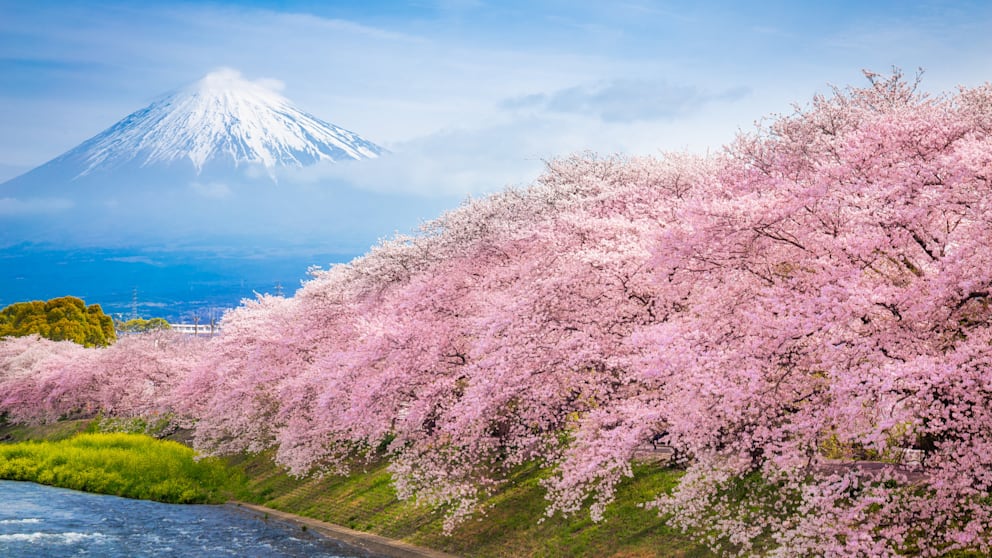 Die beeindruckende Kirschblüte, Sakura genannt, in Japan beginnt eigentlich erst noch. Hier am Fuji startet sie im April (Archivfoto)