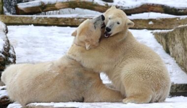So gehen Eisbären Mika und Nuka sowie andere Tiere mit der Kälte um