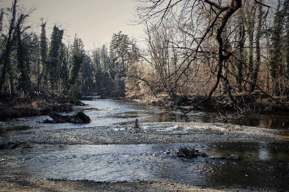 Im Emmeringer Hölzl kann die Amper ihrem natürlichen Bett folgen. An ihren Ufern entlang führen im Winterwald lichte Spazierwege.