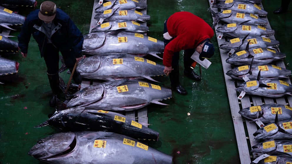 Bei der traditionellen Neujahrsauktion werden hunderte Thunfische versteigert