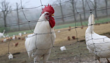 Halter in Bottrop und Kirchhellen atmen auf
