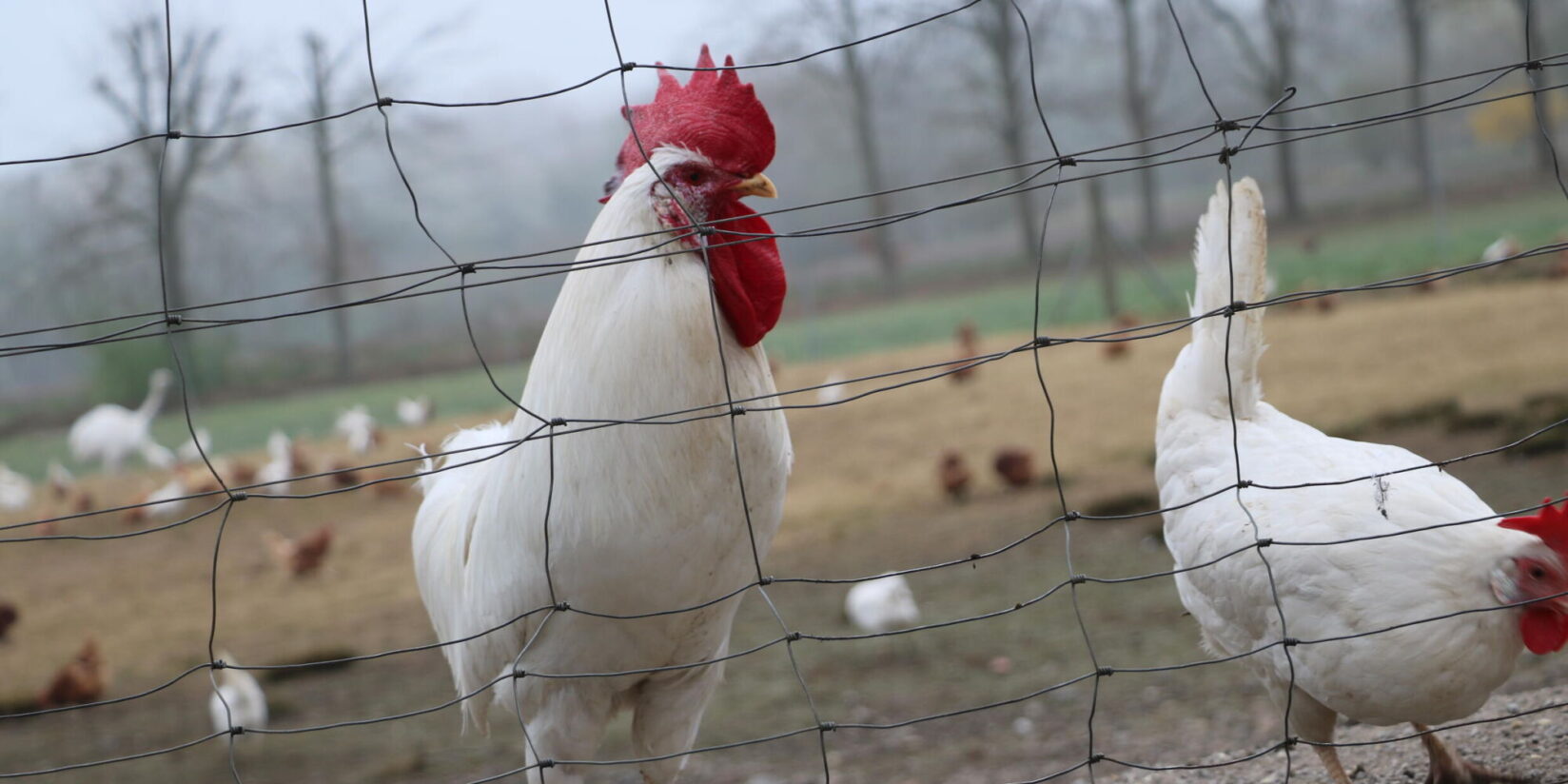 Halter in Bottrop und Kirchhellen atmen auf