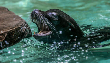 Keine Eröffnung der Robbenanlage zur Saison 2026