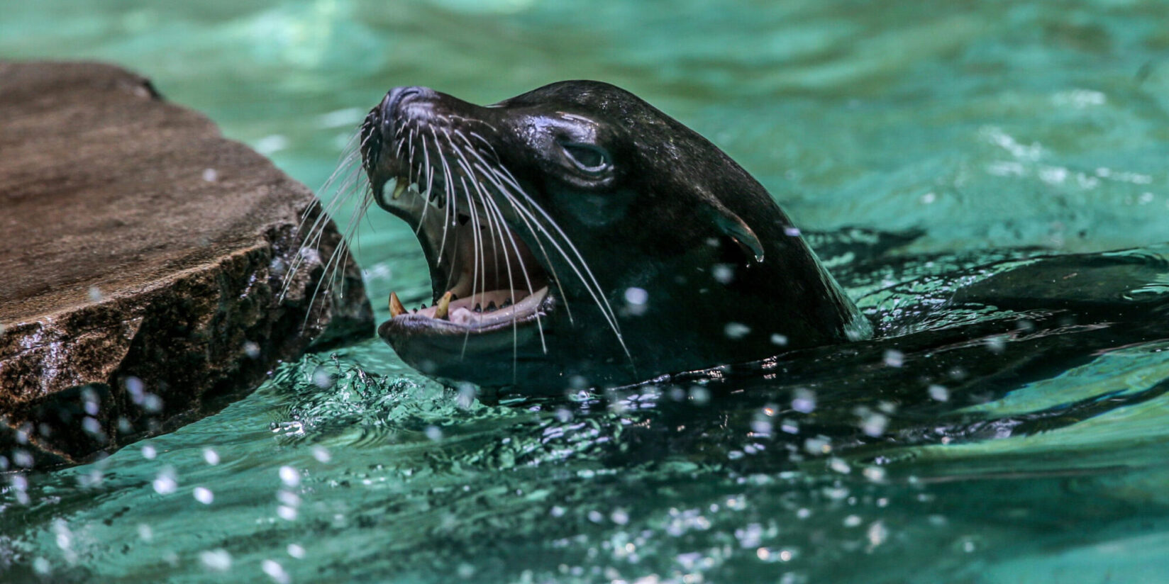 Keine Eröffnung der Robbenanlage zur Saison 2026