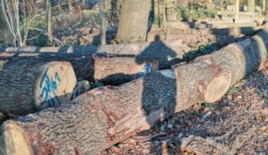 Trockenheit, Sturmschäden, Pilzbefall: EUV fällt kranke Bäume