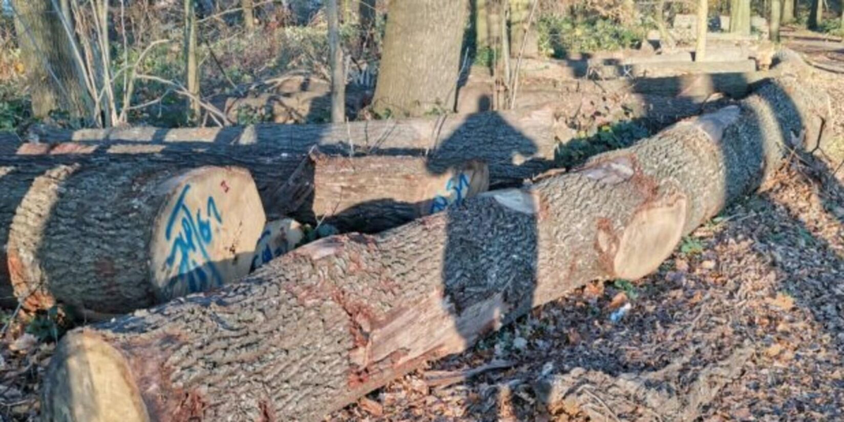 Trockenheit, Sturmschäden, Pilzbefall: EUV fällt kranke Bäume