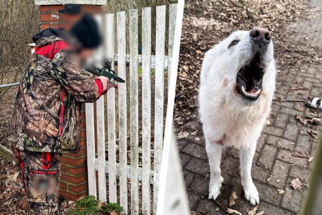 Das zweigeteilte Bild zeigt links eine Person in Tarnanzug, die vor einem Zaun steht und ein Gewehr im Anschlag hat, und rechts einen weißen Hund, der bellt.