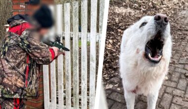 Hund beißt Halter – Tier versperrt Rettern den Weg