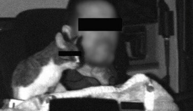 Brummi-Fahrer mit Katze geblitzt – Polizei veröffentlicht ungewöhnliches Foto | Regional