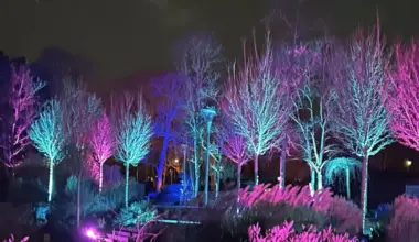 Winterlichter im Luisenpark: mit KI-Hund, Drachen und UV-Dschungel - Mannheim