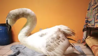 Verletzter Schwan: Kritik an falscher Behandlung - Rohrbach