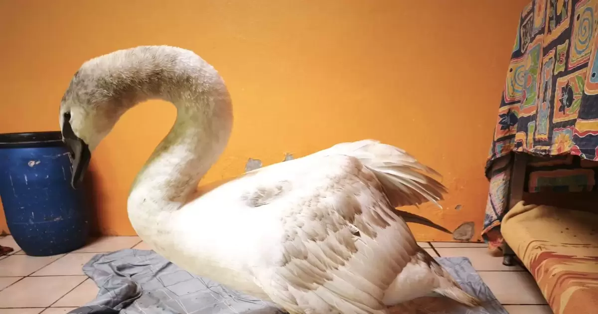 Verletzter Schwan: Kritik an falscher Behandlung - Rohrbach