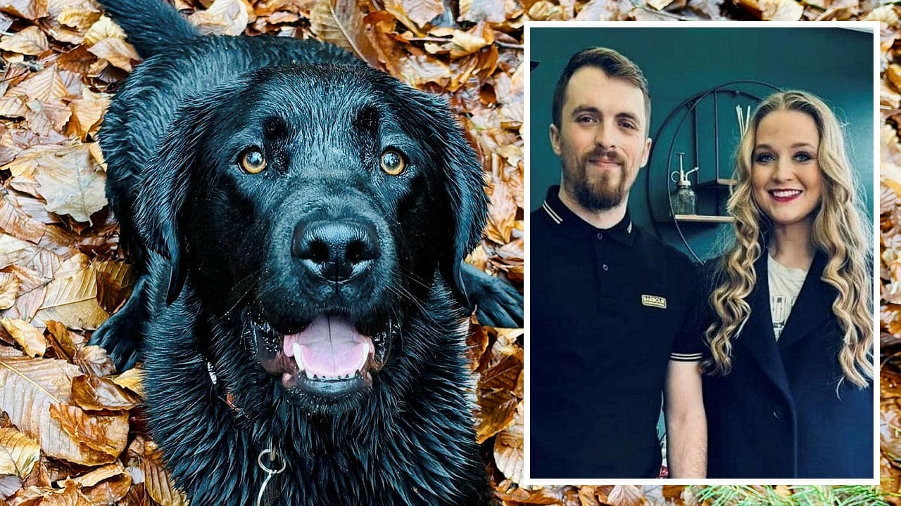 Nach Schockdiagnose: Paar sagt Hochzeit ab, weil Hund Krebs hat | News