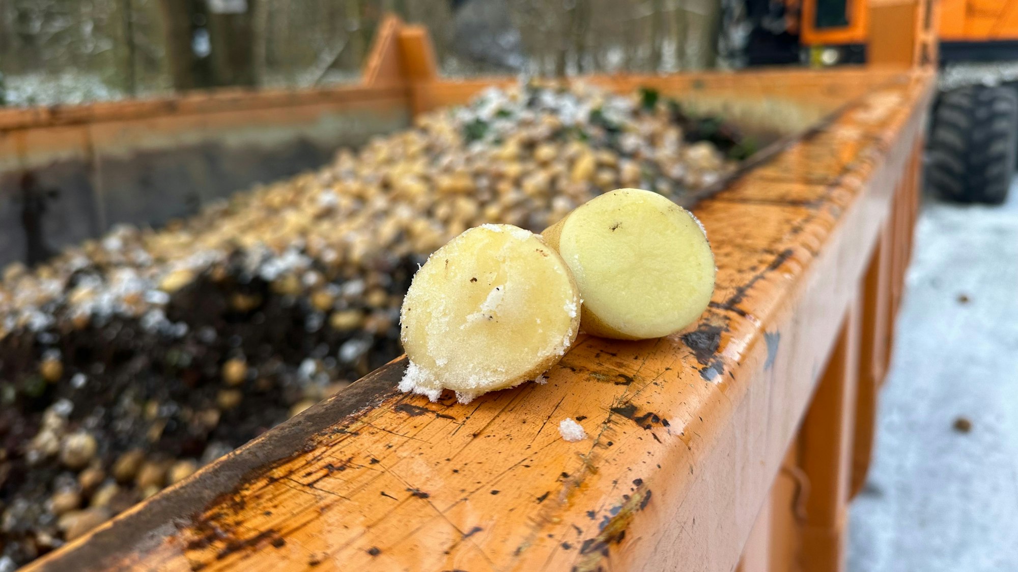 Optisch einwandfrei war diese Kartoffel, nachdem sie durchtrennt worden war.