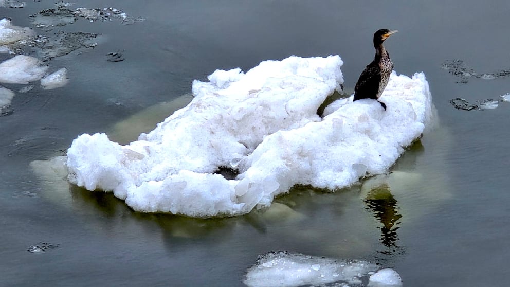 Ein Vogel hockt auf einem Mini-Eisberg, lässt sich auf dem Wasser treiben
