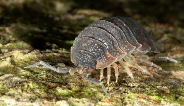 Unter Steinplatten, Holzstapeln im Laubstreu oder Komposthaufen versteckt sich gerne dieser Mitbewohner der Stadt.