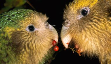 Zwei Papageien mit grünlich-gelbem Gefieder stehen sich gegenüber und halten rote Beeren in ihren Schnäbeln. Im Hintergrund sind unscharfe grüne Blätter zu sehen. Die Szene ist bei Nacht aufgenommen, was durch den dunklen Hintergrund deutlich wird.