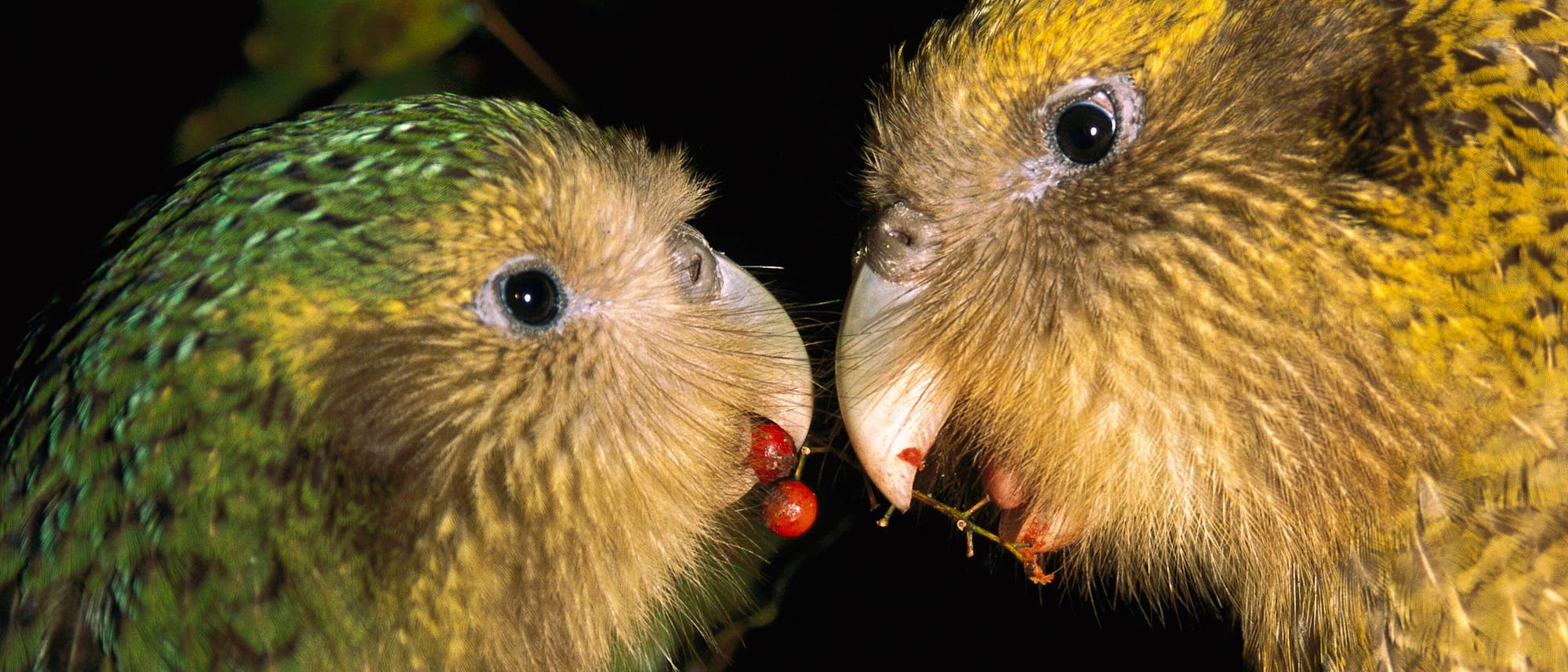 Zwei Papageien mit grünlich-gelbem Gefieder stehen sich gegenüber und halten rote Beeren in ihren Schnäbeln. Im Hintergrund sind unscharfe grüne Blätter zu sehen. Die Szene ist bei Nacht aufgenommen, was durch den dunklen Hintergrund deutlich wird.