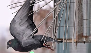 Pflegen oder alleinlassen: Tauben in der Stadt: Zwischen Verbot und Ehrenamt