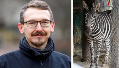 Dresdner Zoo schließt seine Tiere über Silvesternacht weg