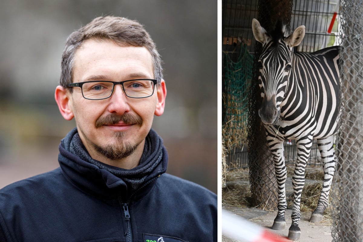 Dresdner Zoo schließt seine Tiere über Silvesternacht weg