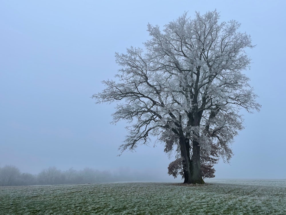 Winterliche Baumkunst nahe der Alten Schießstätte bei Glonn oberhalb von Herrmannsdorf.