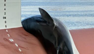 Acht Meter lang: Toter Wal liegt auf Schiffsbug | News