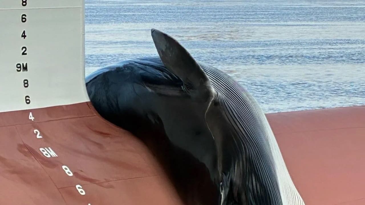 Acht Meter lang: Toter Wal liegt auf Schiffsbug | News