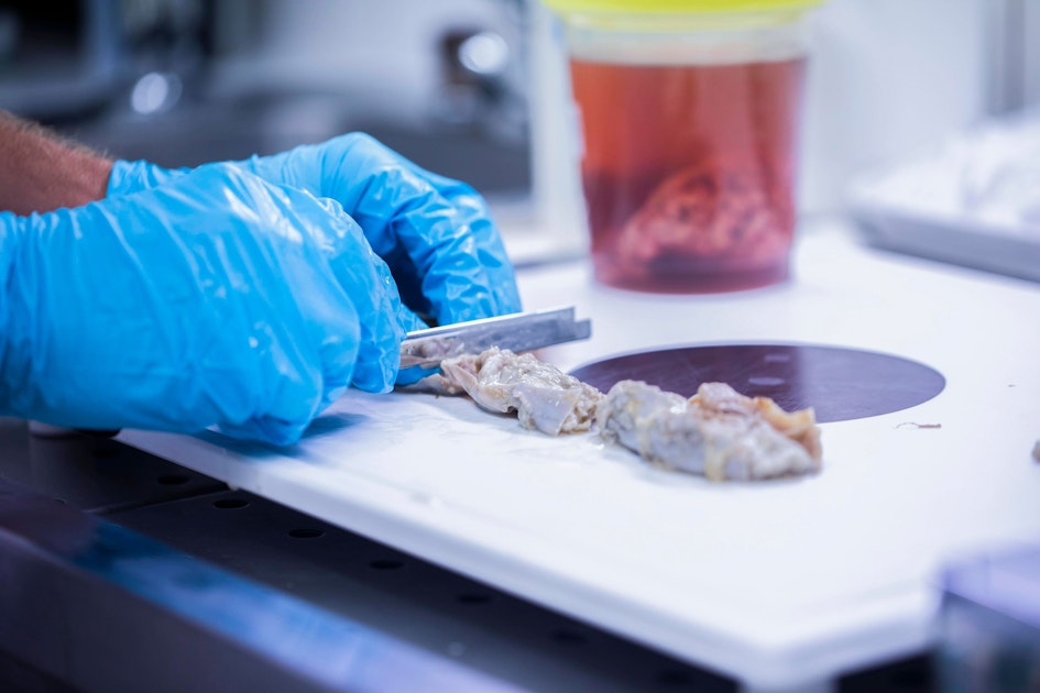 Restaurant in Bonn nach Kontrolle geschlossen: „Schaben und Kot“