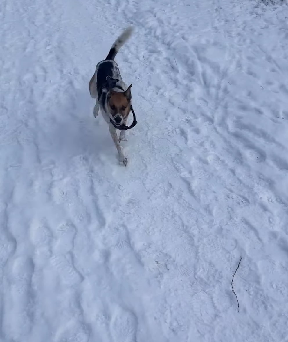 Zurück im verschneiten Deutschland: Wontorra im Schnee mit ihrem Hund