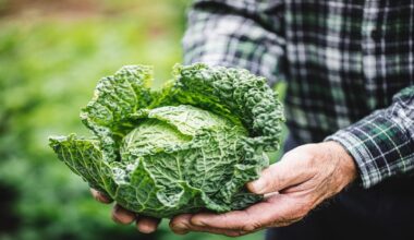 Heimisches Superfood: Warum Sie unbedingt mehr Kohl essen sollten