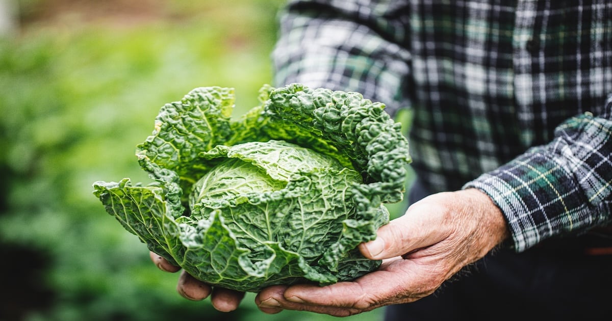 Heimisches Superfood: Warum Sie unbedingt mehr Kohl essen sollten