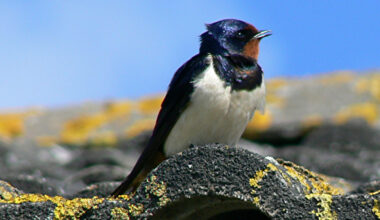 Valentinstag für Schwalben: NABU und Landkreis verschenken Nisthilfen