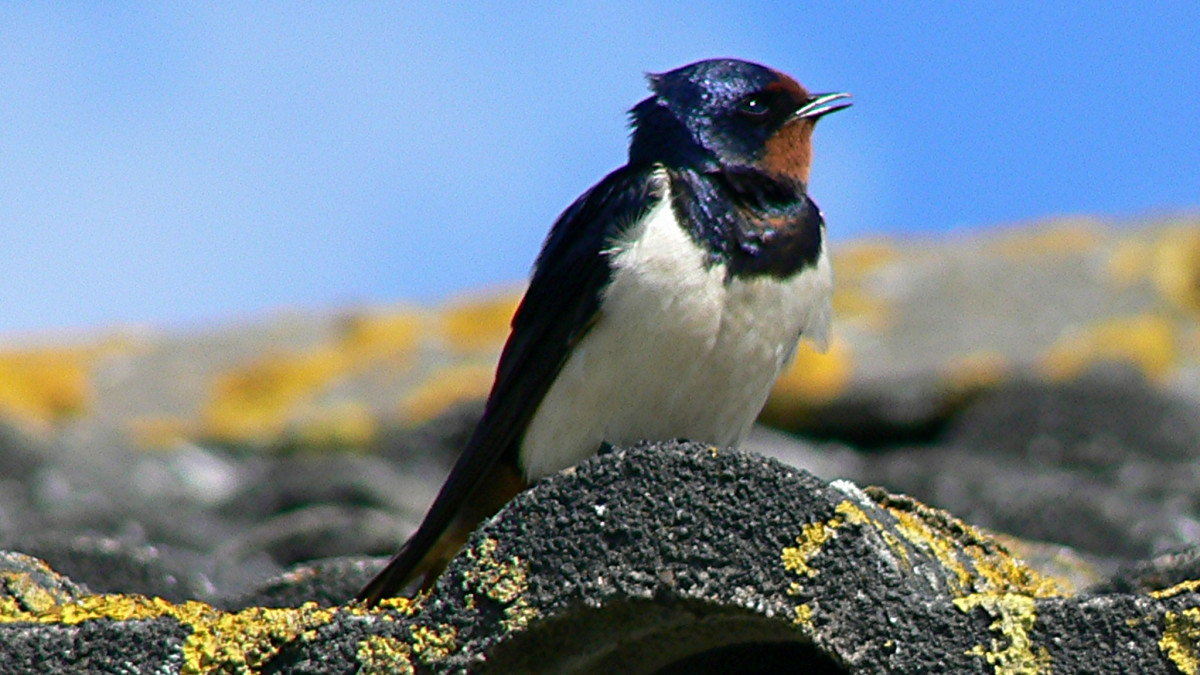 Valentinstag für Schwalben: NABU und Landkreis verschenken Nisthilfen