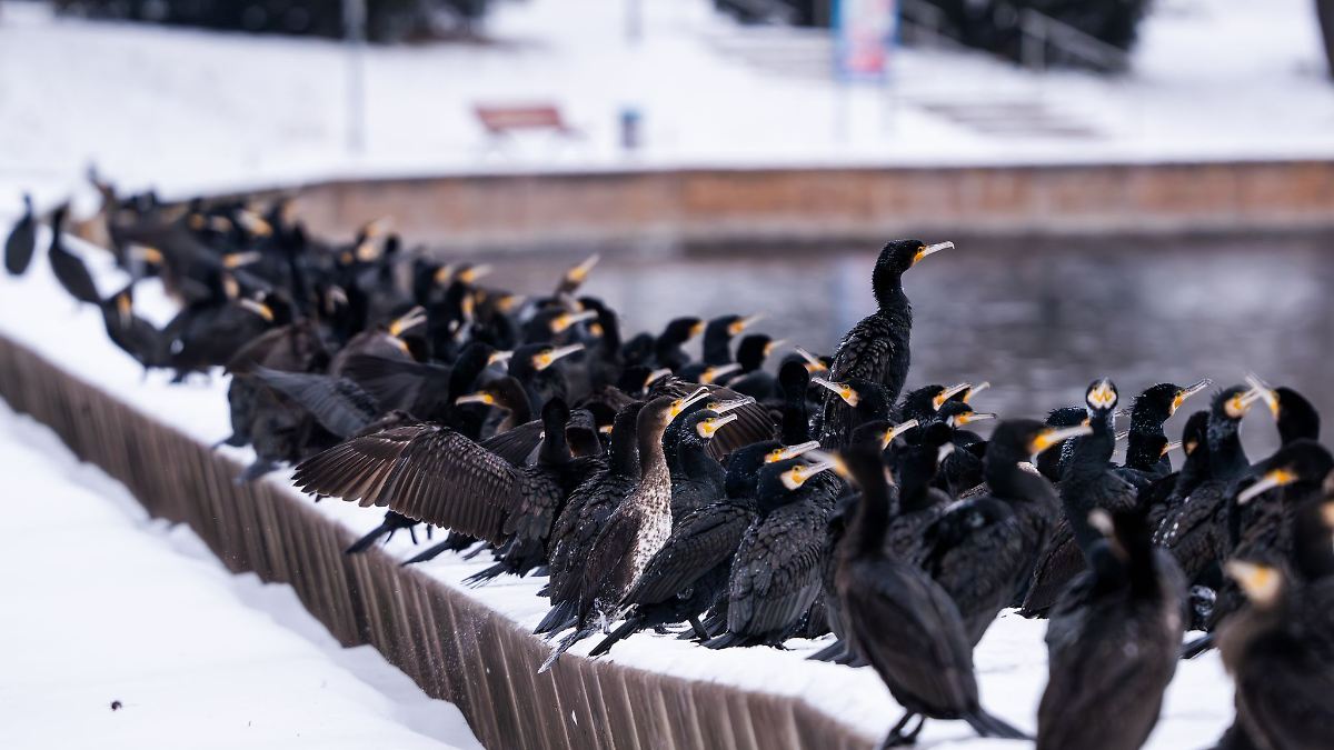 Berlin & Brandenburg: Kormorane ärgern Angler - ein Fall für eine neue Koalition?