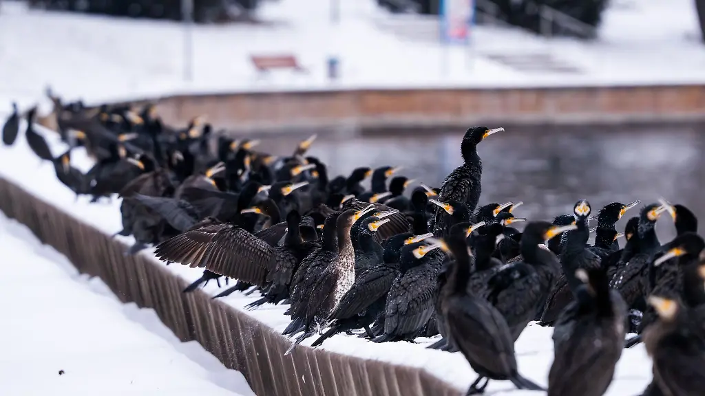 An-der-Alten-Fahrt-in-Potsdam-haben-sich-unzaehlige-Kormorane-auf-der-Suche-nach-Fischen-gesammelt