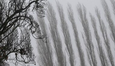 Berlin & Brandenburg: Nebel und stellenweise noch Glätte in Berlin und Brandenburg