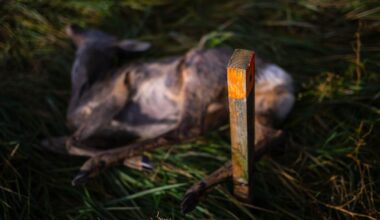 Niedersachsen & Bremen: Wer frisst hier totes Tier? Erkenntnisse aus Aas-Projekt