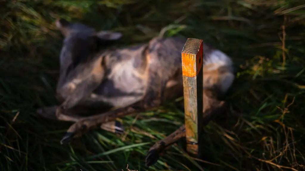 Ausgelegtes-Aas-soll-Wildtiere-anlocken