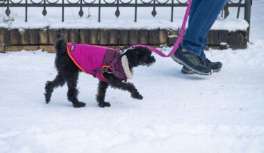Niedersachsen & Bremen: Wie Halter ihre Haustiere im Winter schützen können