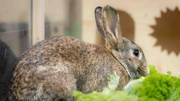 Blue (im Bild) und Horatio haben sich nicht gesucht, heißt es in der Mitteilung des Tierheimes. Aber in der Stadenstraße haben sie sich gefunden. Blue (weiblich) ist als Fundtier im Tierheim gelandet und wurden nie vermisst. Das Kaninchen ist neugierig und aktiv, anfangs aber bei Menschen scheu. Kleine Kinder sollten deshalb nicht im neuen Zuhause leben. Sie sucht ein Zuhause in artgerechter Wohnungshaltung.