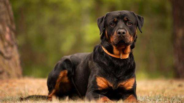 Chapo ist ein geschätzt 1,5 Jahre alter Rottweiler. Der Vierbeiner wurde als angeblicher Fundhund im Tierheim abgegeben, heißt es, im Nachhinein habe sich das jedoch als Lüge herausgestellt. „Leider war man nicht bereit, uns zumindest Informationen über ihn zukommen zu lassen“, bedauern die Mitarbeiter. Sie wissen über Chapo, dass er anfangs misstrauisch ist und Zeit braucht, um sich an fremde Menschen zu gewöhnen. Wenn er jemanden mag, zeigt er sich nett und verschmust. Chapo ist wachsam, stubenrein, verspielt, braucht aber noch etwas Erziehung. Bei Artgenossen entscheidet die Sympathie. Als Rottweiler gehört er zu der Kategorie 2 der bayerischen Kampfhundeverordnung und muss einen Wesenstest machen.