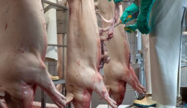 Niedersachsen & Bremen: Staudte: Videoüberwachung in Schlachthöfen greift zu kurz